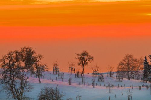 Streuobstwiese im Abendrot