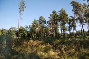 Bergische Heideterrasse