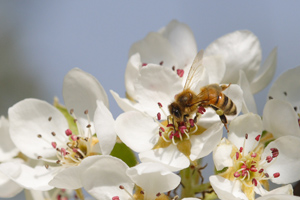 Die Bedeutung von Bienen
