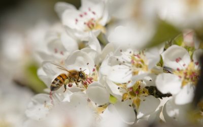 Bienen, Wespen, Hummeln, Hornissen – Ihre Ansprechpartner bei Fragen
