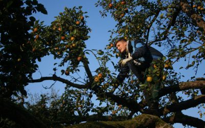 AUSGEBUCHT – Ausbildung zum Obstbaumwart
