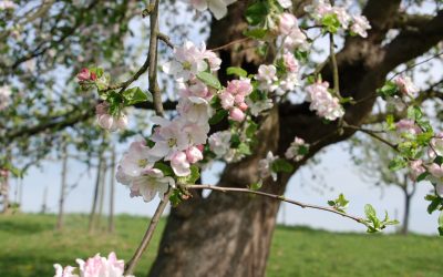 Abwechslungsreicher Obstwanderweg