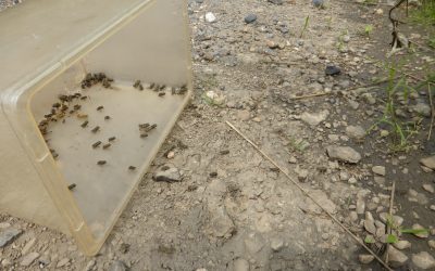 Wechselkröten auf dem Weg in die Freiheit