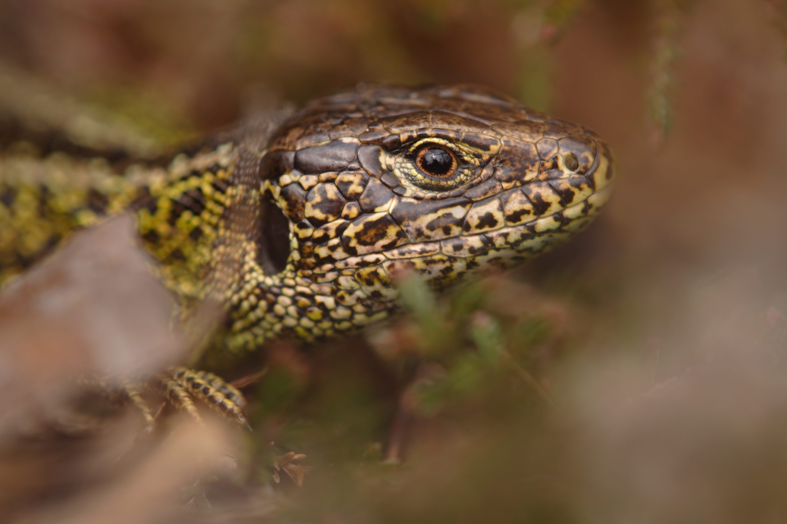 Exkursion: Reptilien & Amphibien