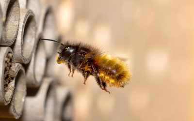 Wildbienen im Garten