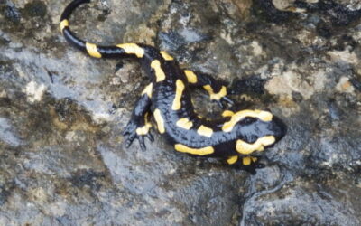 „Salamander-Pest“ bedroht Kölner Molche
